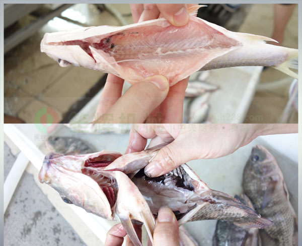 全動自殺魚機(jī)